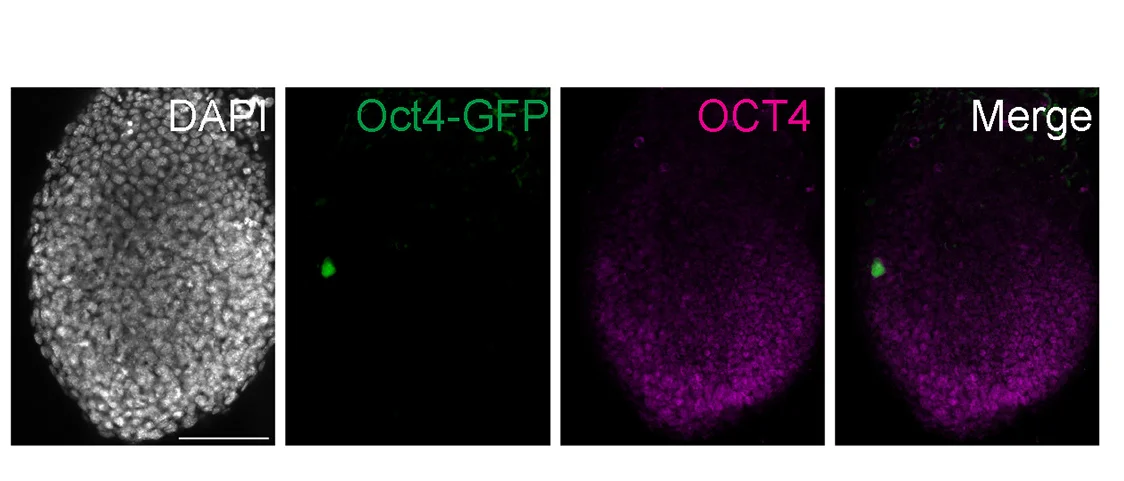 Open access visualization of Microscopy, BaxKO PGC Chimera, Immunostaining, OCT4, Epiblast