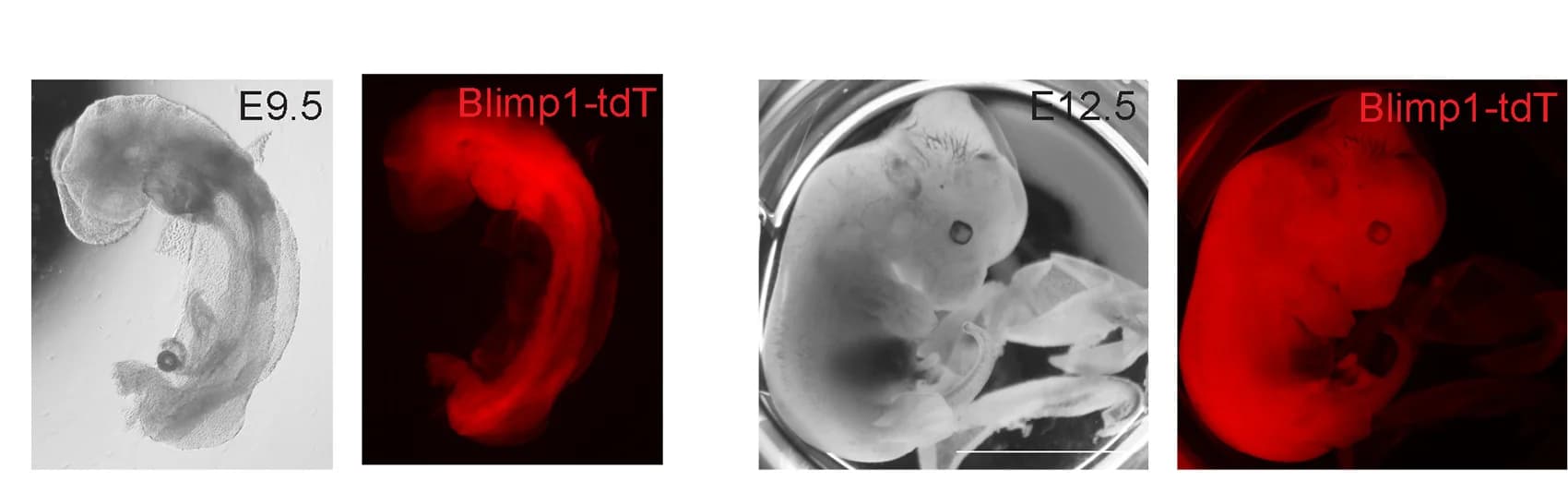 Open access visualization of Photo, Microscopy, Chimera Embryos, PGCLC, E9.5