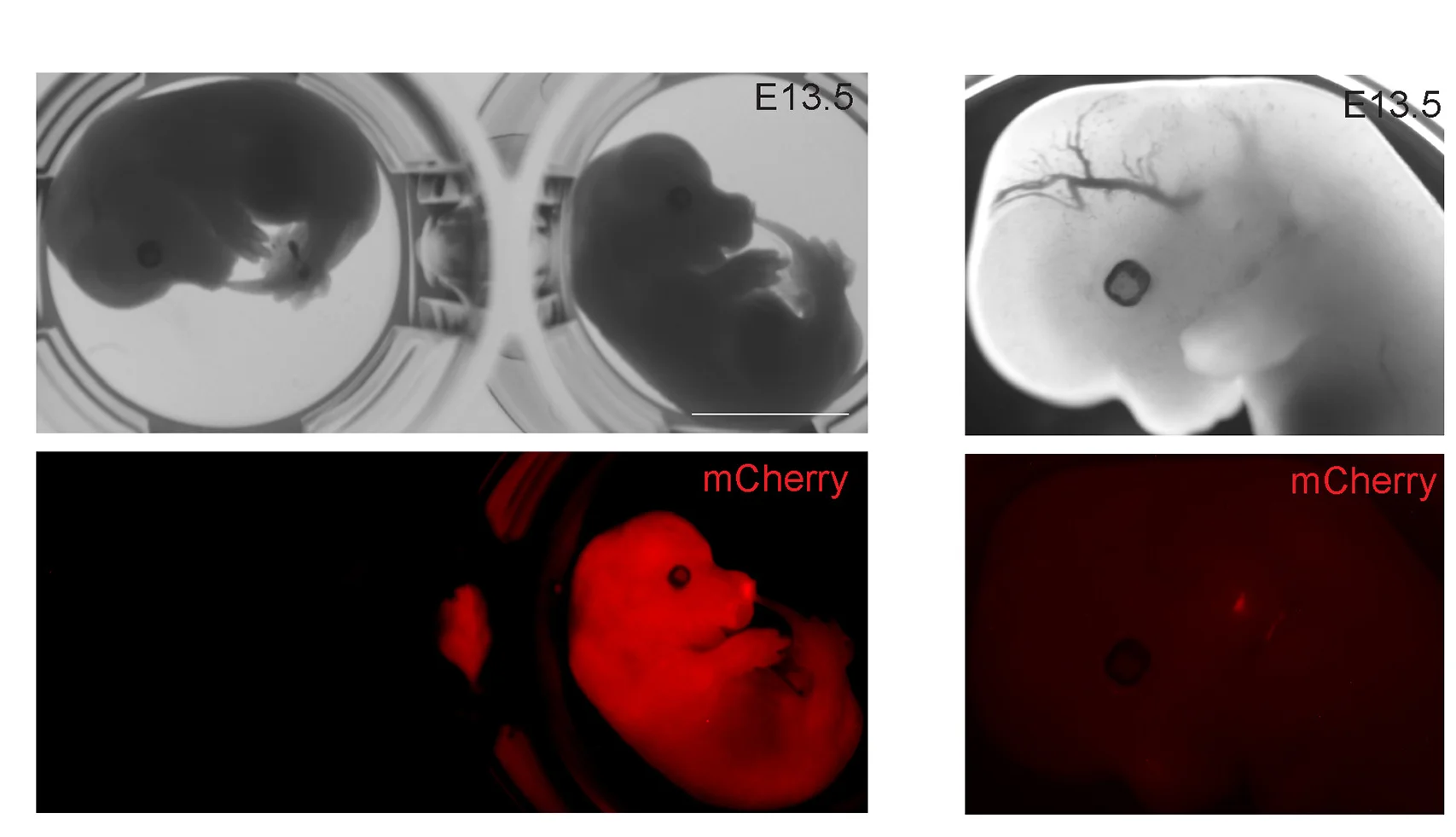 Open access visualization of Microscopy, Chimera Embryo, PGCLC, E13.5, BVSC