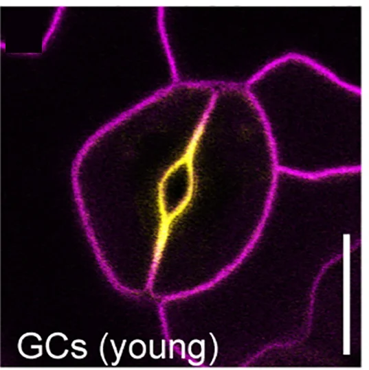 Open access visualization of Microscopy, OPL2-VENUS, Cell Walls, Pore, Maturing GCs