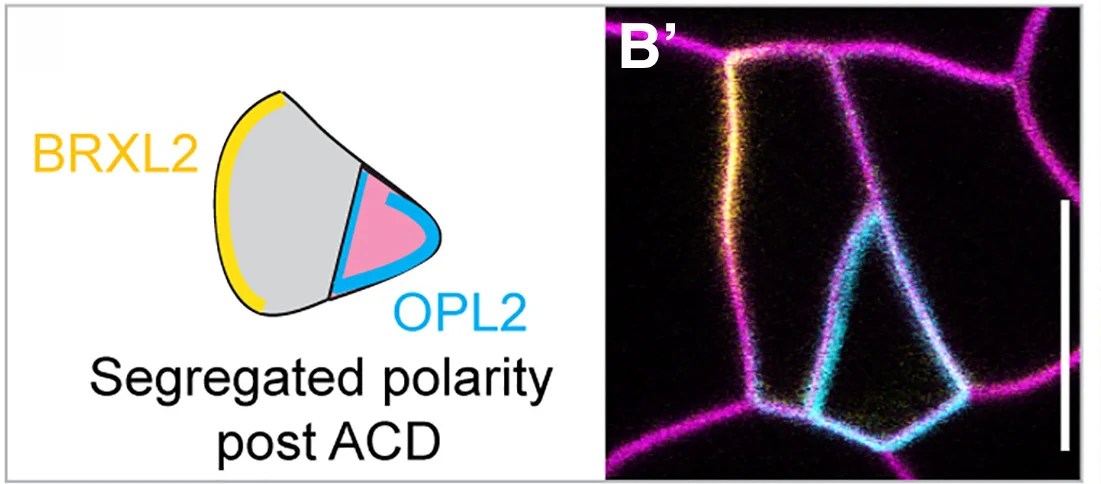 Open access visualization of Microscopy, Illustration, Confocal Images, Plasma Membranes, Meristemoids