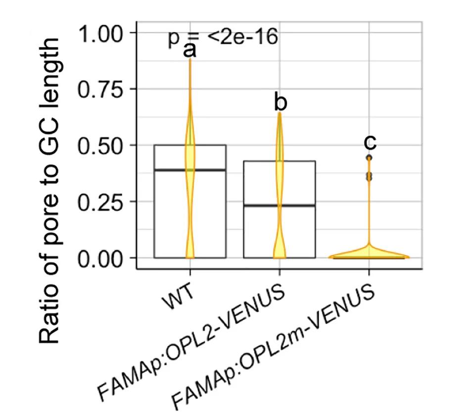 Open access visualization of Violin Plot, Box Plot, Guard Cell Length, Pore Length, Cotyledons
