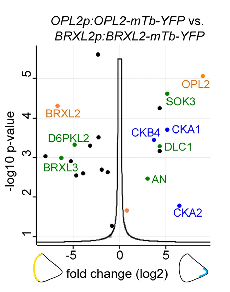 Open access visualization of Volcano Plot, Scatter Plot, Line Plot, Volcano Plots, OPL2