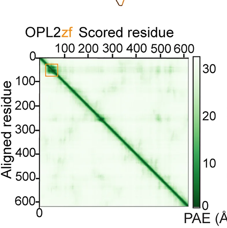 Open access visualization of Heatmap, Predicted Aligned Error, PAE, OPL2, Zinc-finger Motif