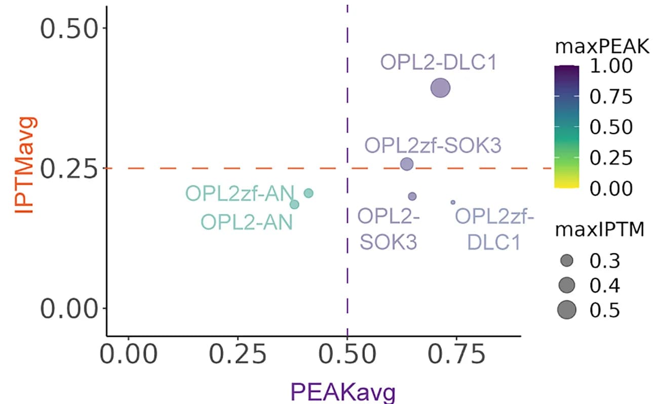 Open access visualization of Scatter Plot, Bubble Plot, AlphaFold-multimer, ipTM Scores, Interface Predicted Template Modeling Score