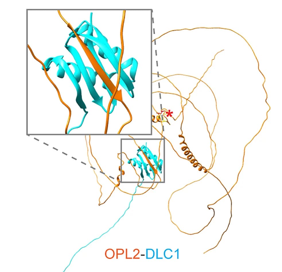 Open access visualization of Protein Structure, AlphaFold-multimer, Beta Sheets, DLC1, OPL2