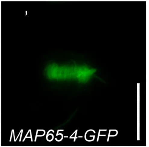Open access visualization of Microscopy, OPL2-mCherry, Phragmoplast Formation, Cell Plate, GFP Channel