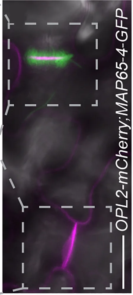 Open access visualization of Microscopy, Cell Division, Phragmoplasts
