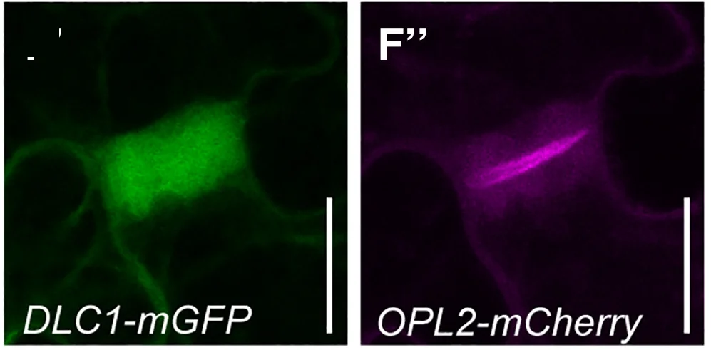 Open access visualization of Microscopy, Cell Division, AtCYCD3;1