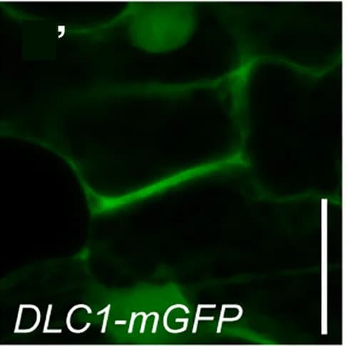Open access visualization of Microscopy, OPL2-mCherry, DLC1-mGFP, Cell Plate, CPAM