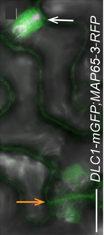 Open access visualization of Microscopy, DLC1-mGFP, CPAM, Phragmoplasts, Cell Walls