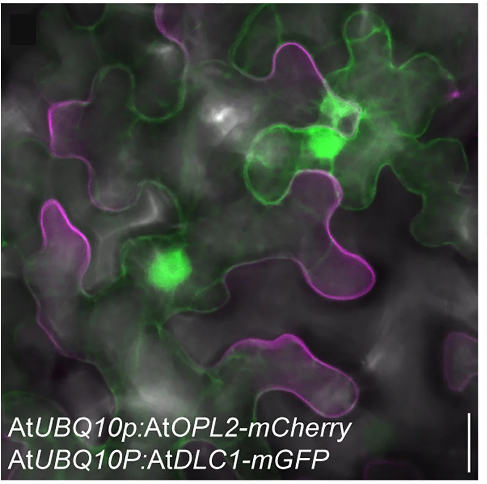 Open access visualization of Microscopy, OPL2-mCherry, SOK3-mGFP, Cell Polarization, Golgi Complex