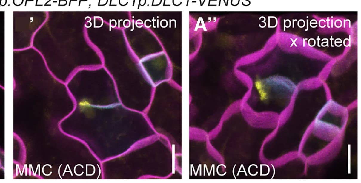 Open access visualization of Microscopy, Cell Division, Asymmetric Cell Division, Symmetric Cell Division, Cell Plate