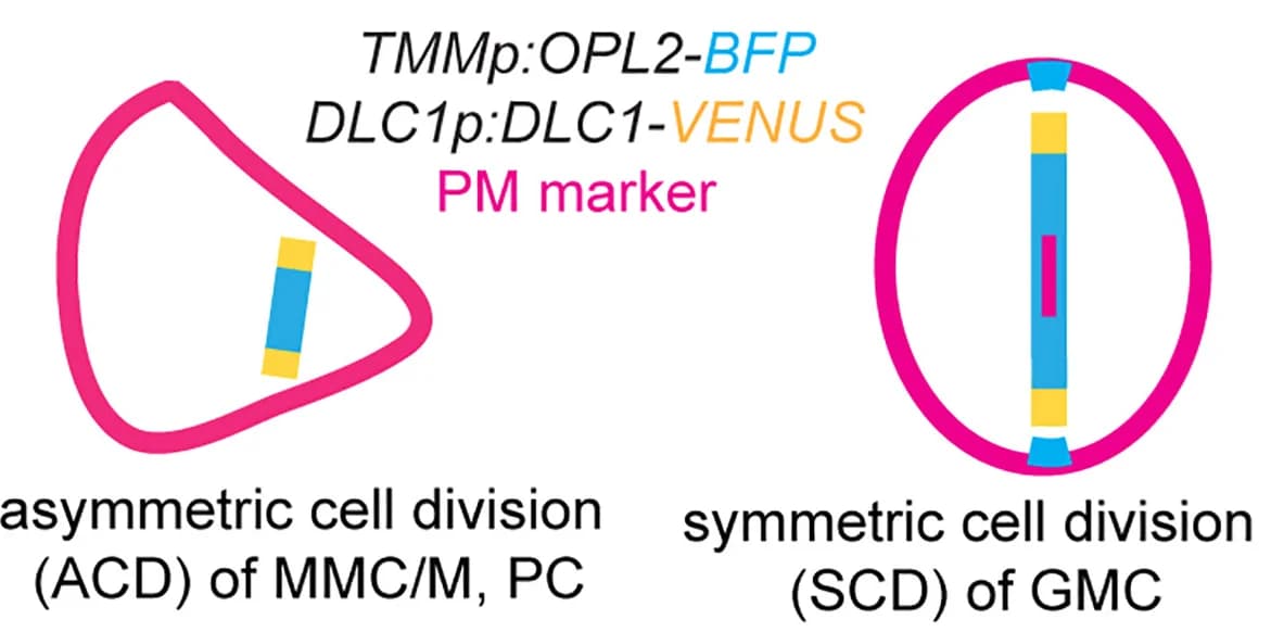 Open access visualization of Illustration, Schematic Representation, DLC1-YFP, Phragmoplast, Asymmetric Cell Division