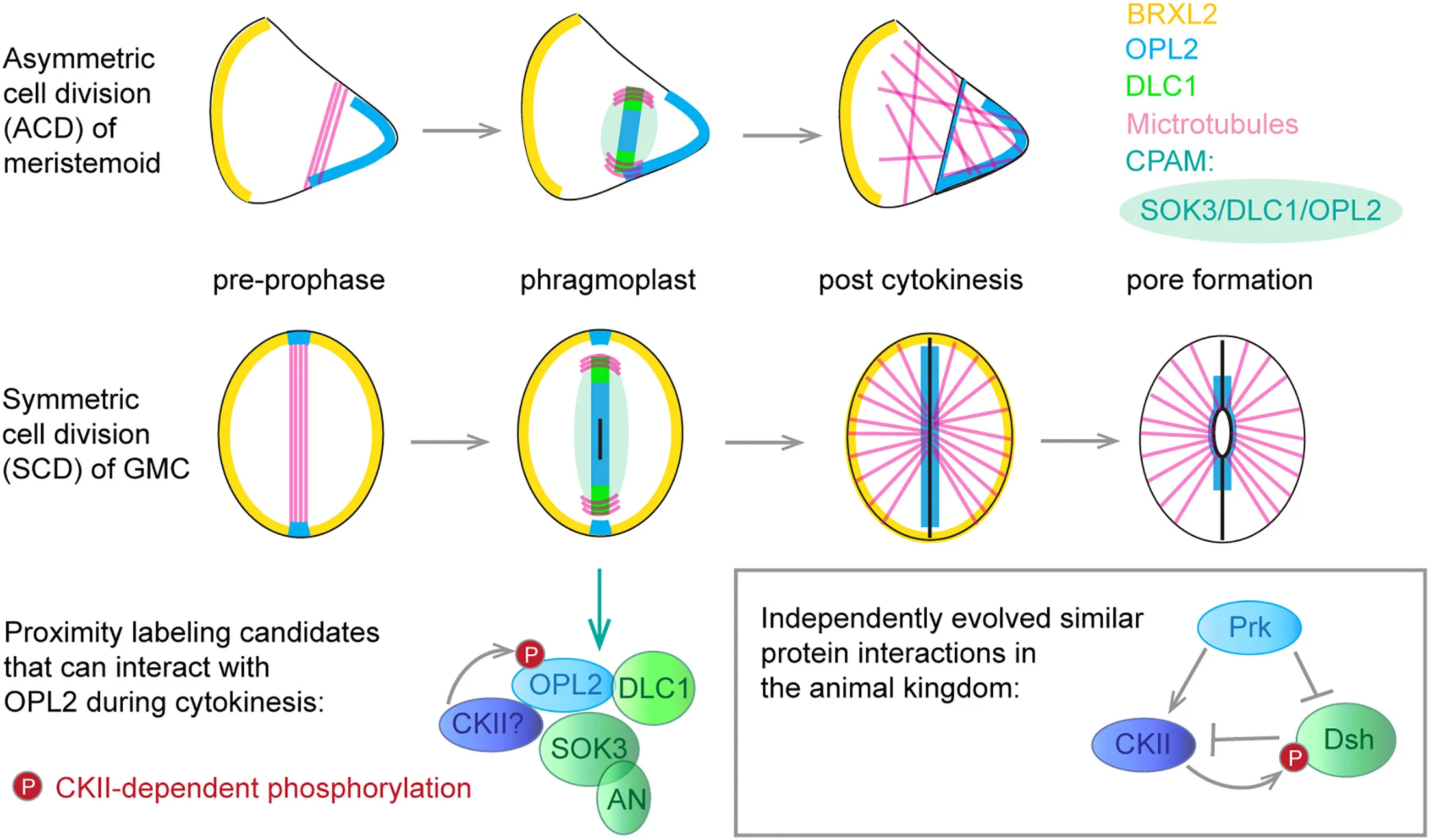 Open access visualization of Workflow, Illustration, Polarity Proteins, Stomatal Lineage Divisions, Microtubule