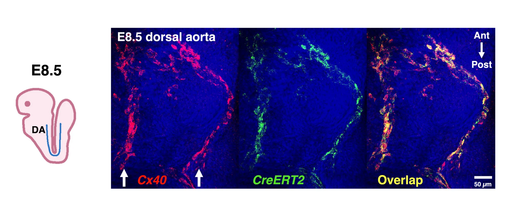 Open access visualization of Microscopy, Illustration, In Situ Staining, Cx40, CreERT2