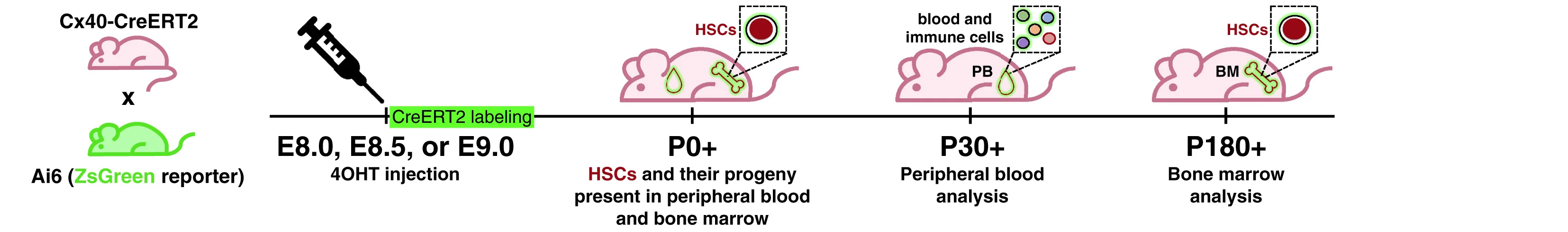 Open access visualization of Workflow, Lineage Tracing, Cx40-CreERT2, ZsGreen reporter, Embryos