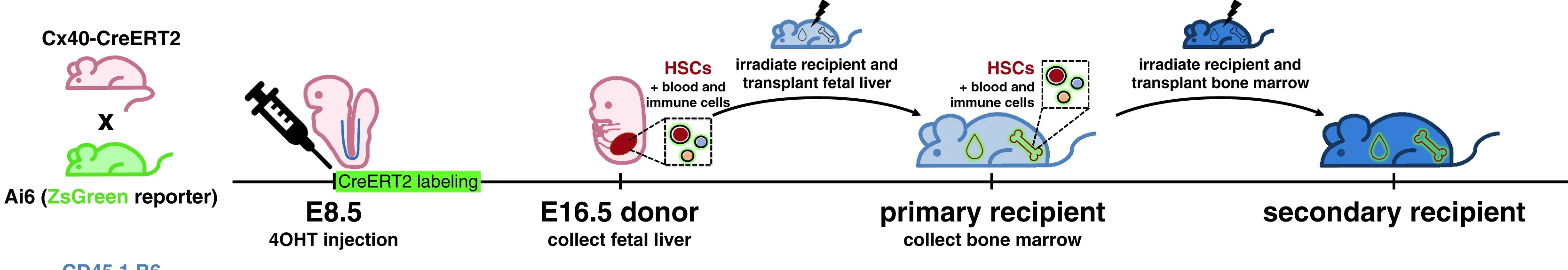 Open access visualization of Workflow, Illustration, Arteries, Embryos, Mouse