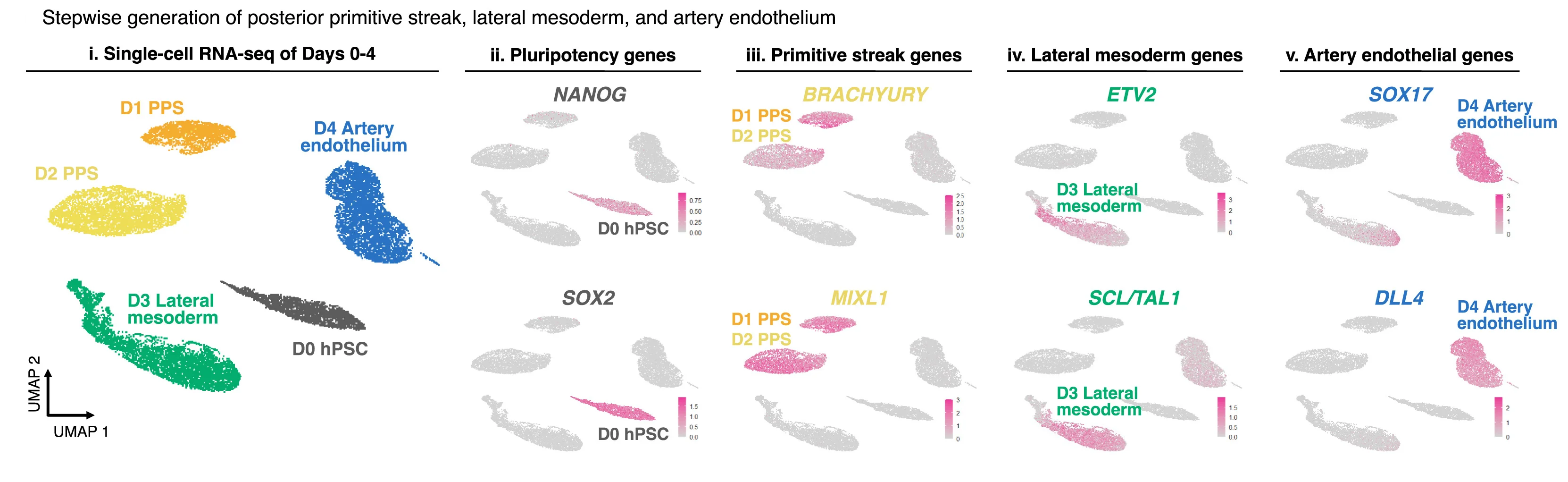 Open access visualization of Scatter Plot, UMAP, scRNA-seq, hPSCs, Cell Differentiation