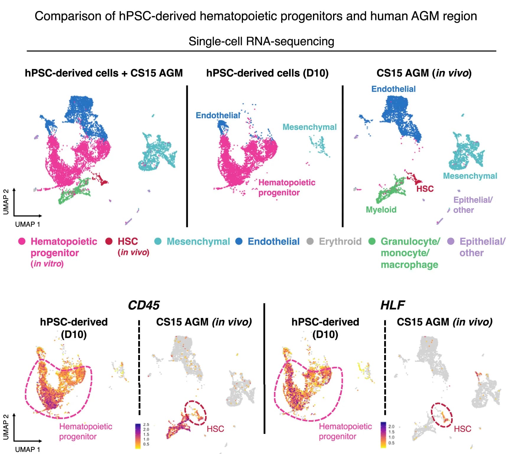 Open access visualization of UMAP, Scatter Plot, scRNA-seq, Hematopoietic Progenitors, Embryo Cells