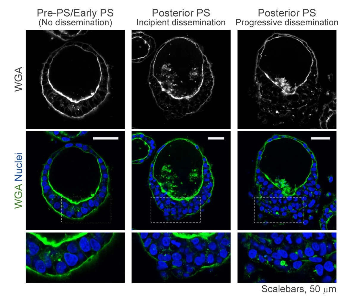 Open access visualization of Microscopy, Wheat Germ Agglutinin Staining, PASE, Cell Dissemination, Primitive Streak
