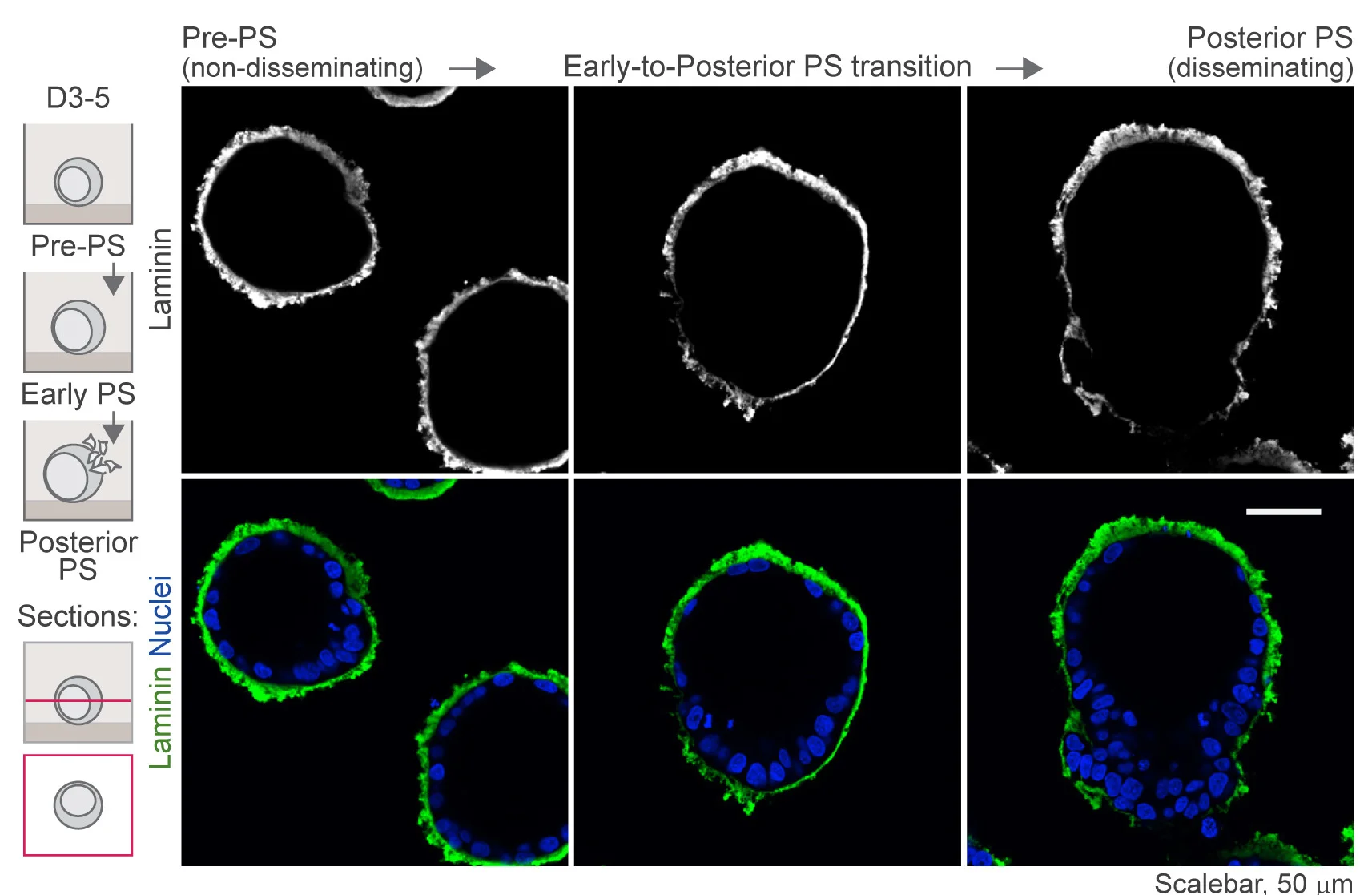 Open access visualization of Microscopy, Confocal Imaging, Laminin, Embryoids, Non-disseminating