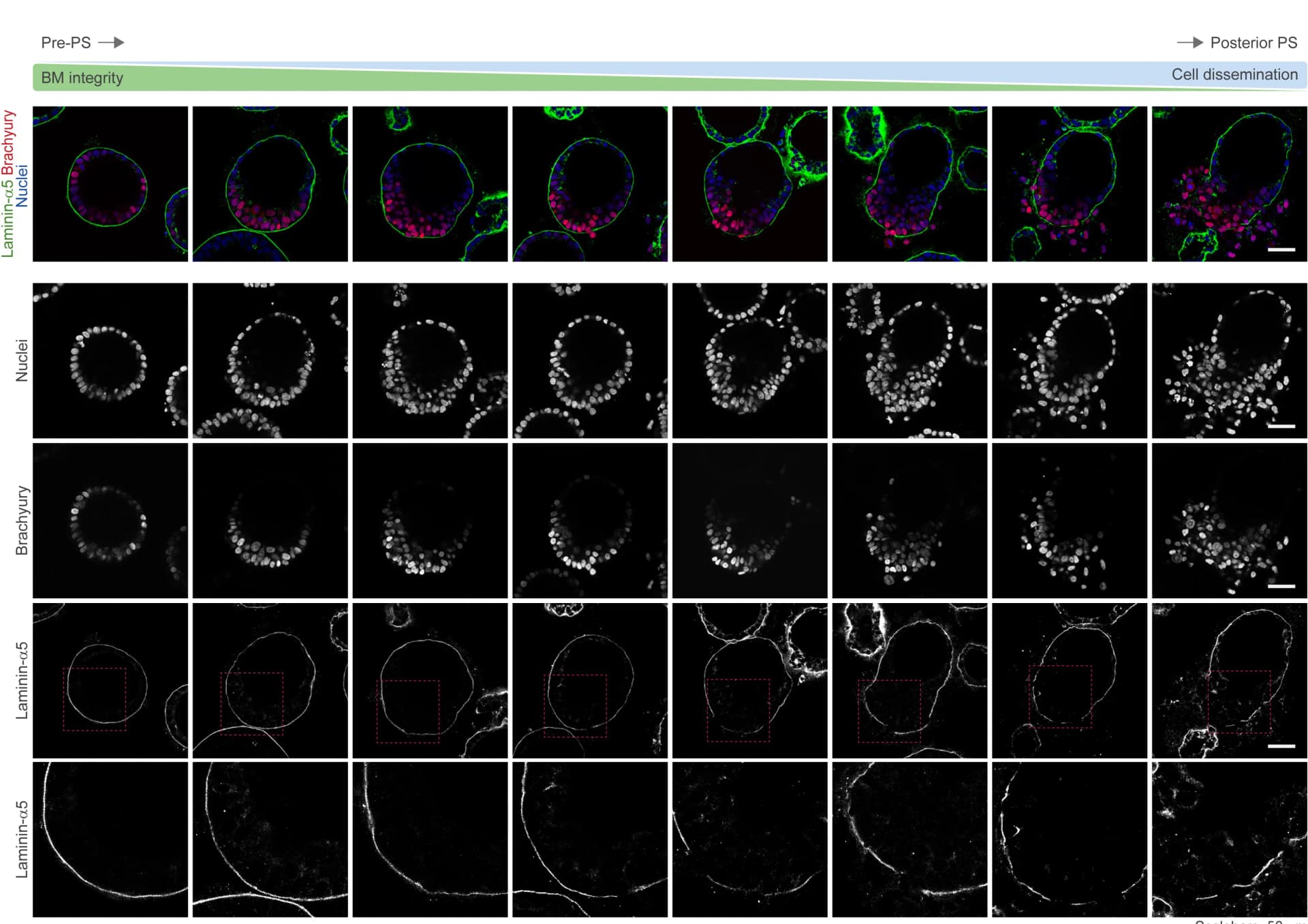 Open access visualization of Microscopy, Confocal Imaging, Brachyury, Laminin-α5, Pre-PS PASE