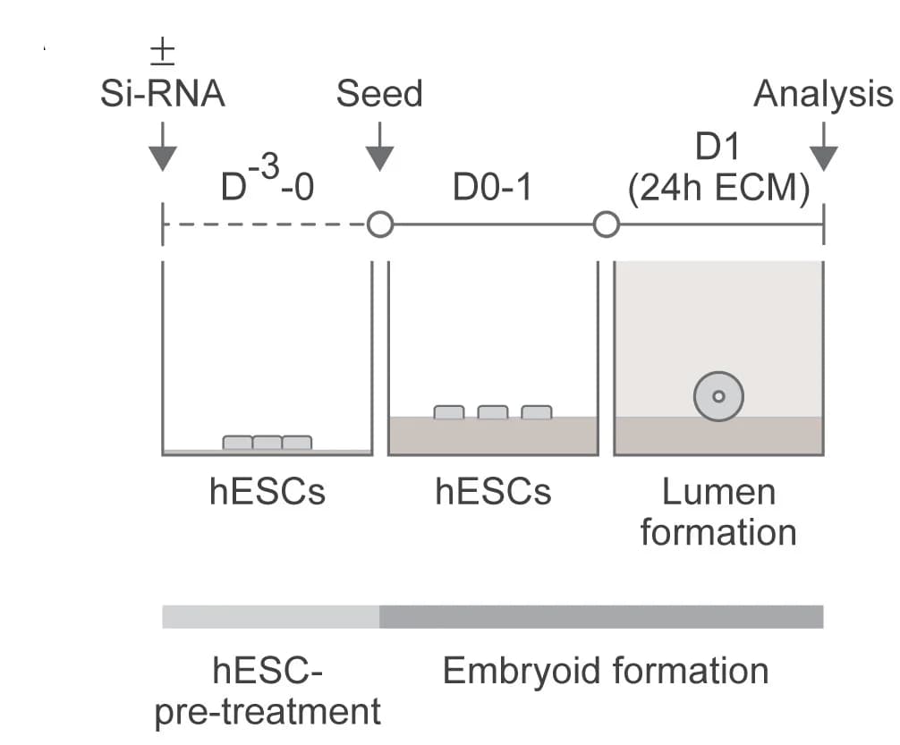Open access visualization of Workflow, Flowchart, Illustration, siRNA, Oct4