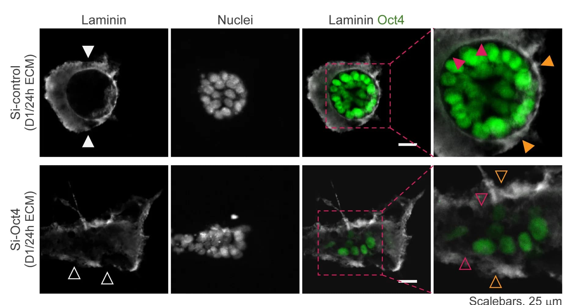 Open access visualization of Microscopy, Photo, Embryoids, Laminin Assembly, Laminin-Cell Interface