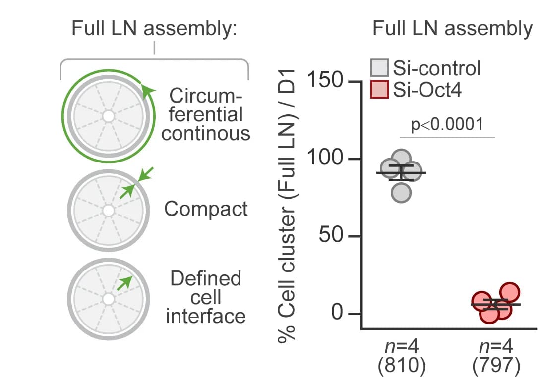Open access visualization of Scatter Plot, Error Bars, Embryoids, Cell Clusters, Laminin Assembly
