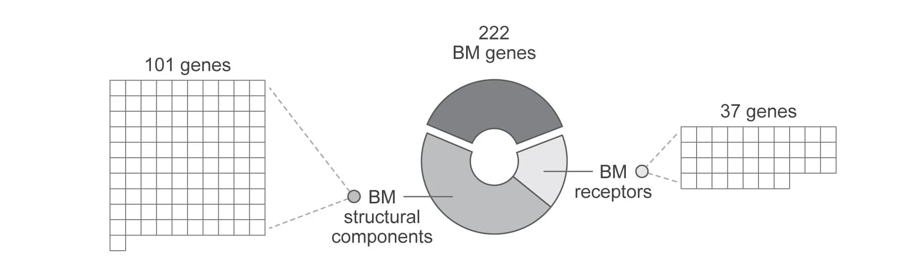 Open access visualization of Pie Chart, Bar Plot, Proteins, Basement Membrane, Structural Components
