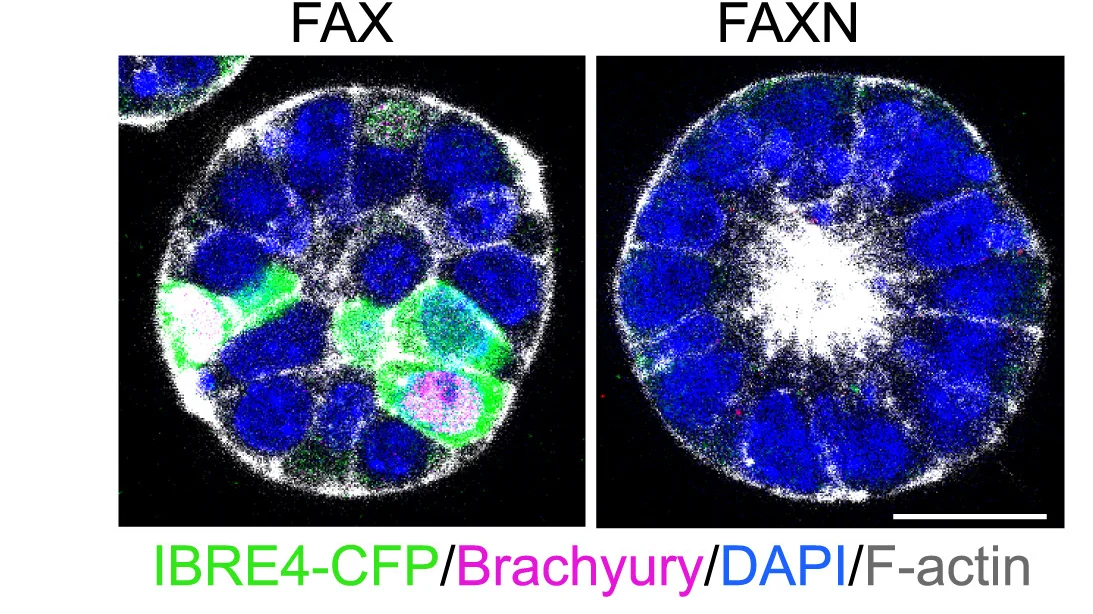 Open access visualization of Microscopy, Immunostaining, Mouse ESCs, 3D Matrigel