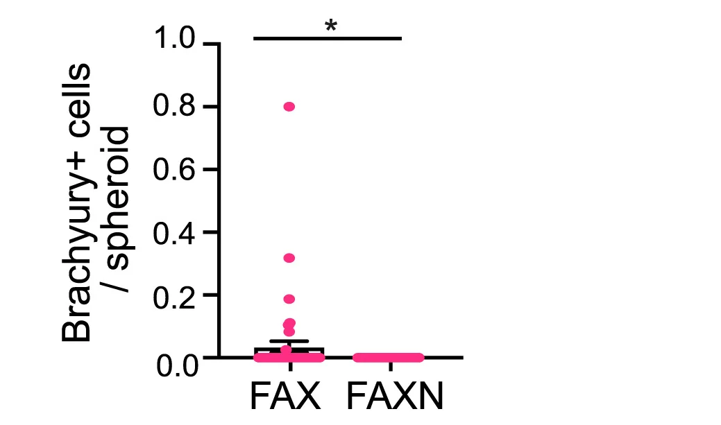 Open access visualization of Scatter Plot, Bmp+ Cells, Brachyury+ Cells, Spheroids