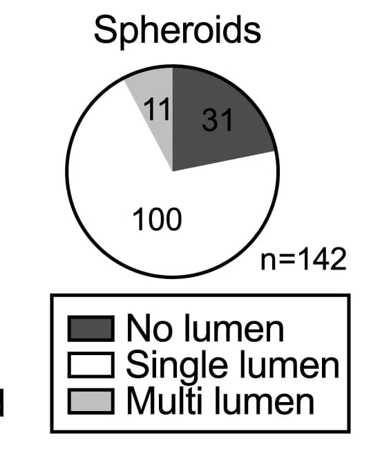 Open access visualization of Pie Chart, Lumen formation, 3D EpiSCs, Spheroid