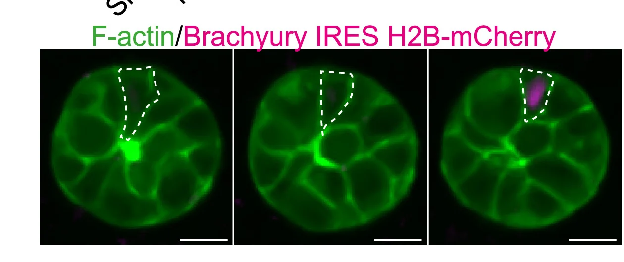 Open access visualization of Microscopy, Time-lapse images, 3D EpiSCs, Epithelial cell, Delamination
