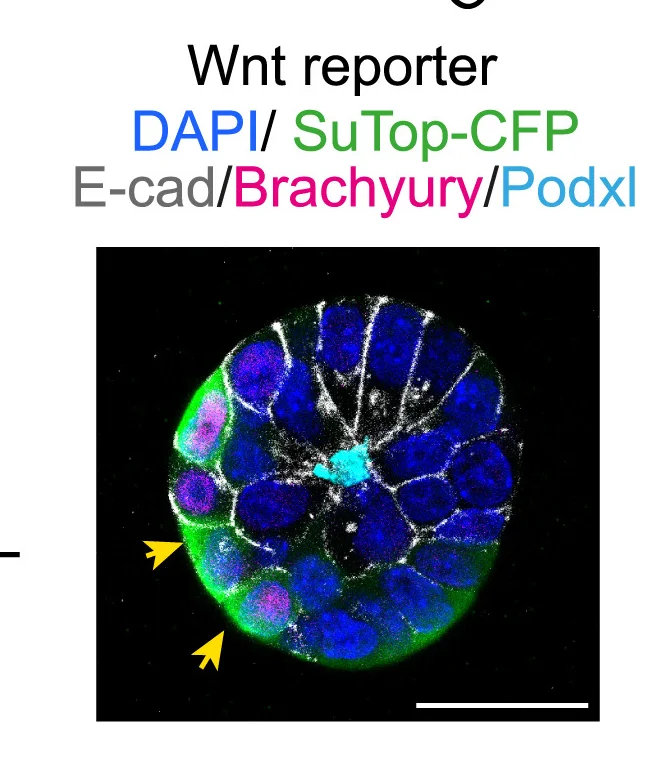 Open access visualization of Microscopy, Immunostaining, 3D EpiSCs, Reporter ESC lines, Scale bars