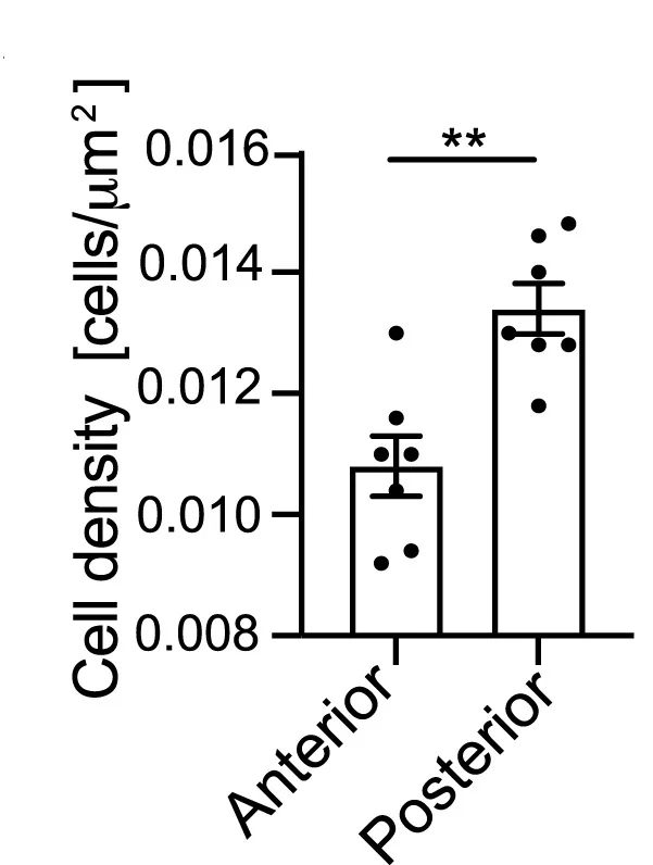 Open access visualization of Bar Plot, Error Bars, Cell Density, Mouse Embryos, Epiblast