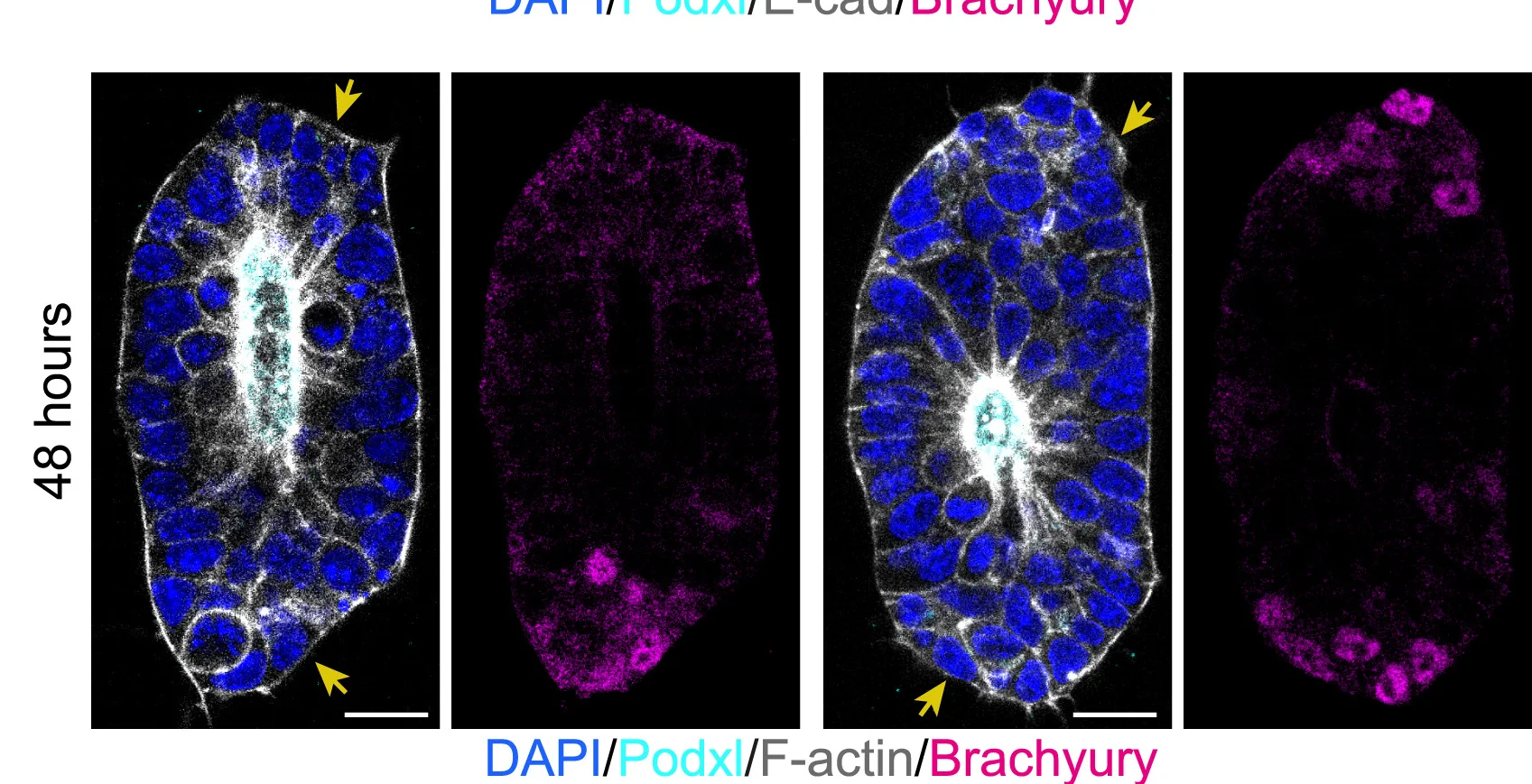 Open access visualization of Microscopy, Immunostaining, 3D EpiSCs, Microcavities, Basally Localized Cells