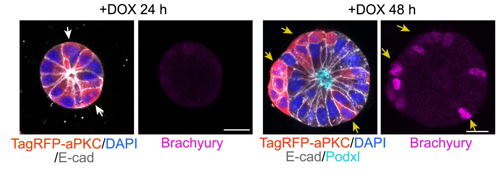 Open access visualization of Microscopy, Immunostaining, 3D EpiSCs, TagRFP-aPKC, Brachyury- Cells