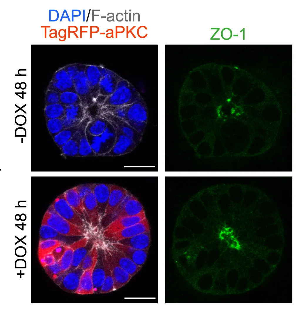 Open access visualization of Microscopy, Immunostaining, 3D EpiSCs