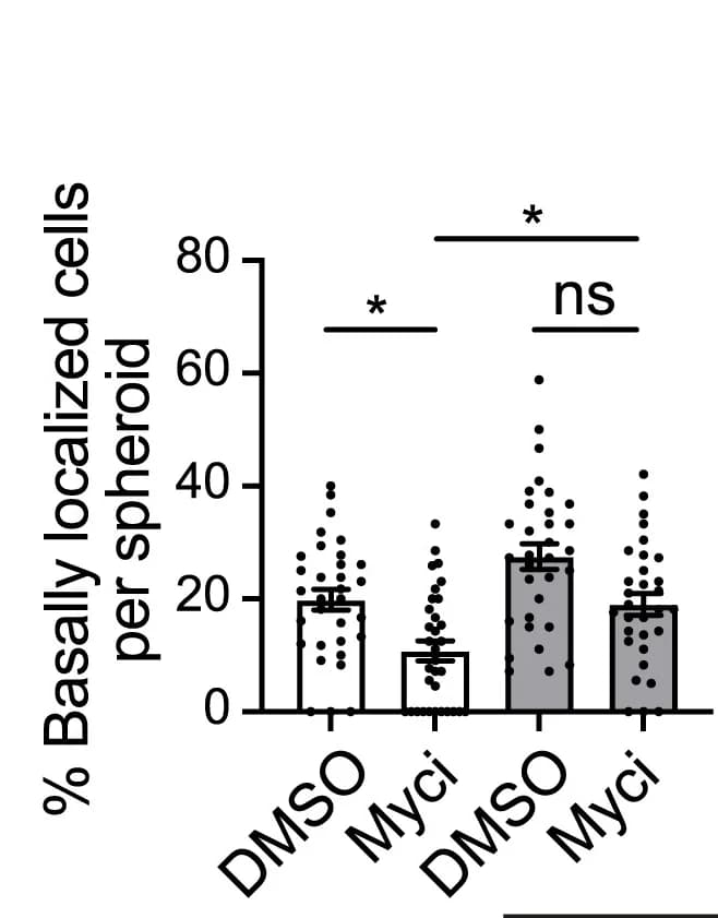 Open access visualization of Bar Plot, Error Bars, Percentage, Basally Localized, Spheroids