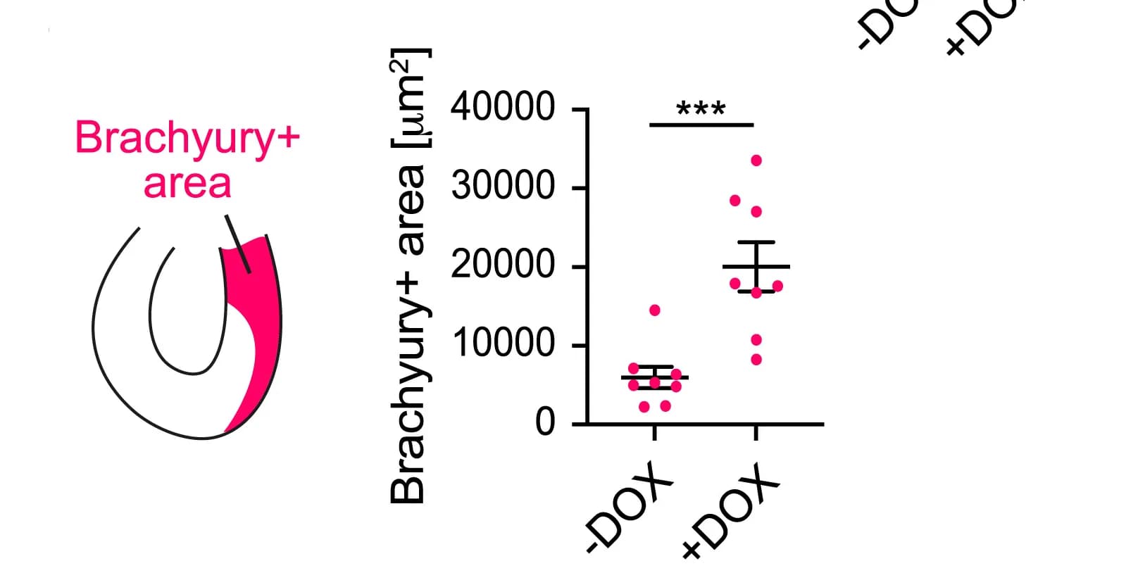 Open access visualization of Scatter Plot, Error Bars, Analysis, Brachyury, Embryos