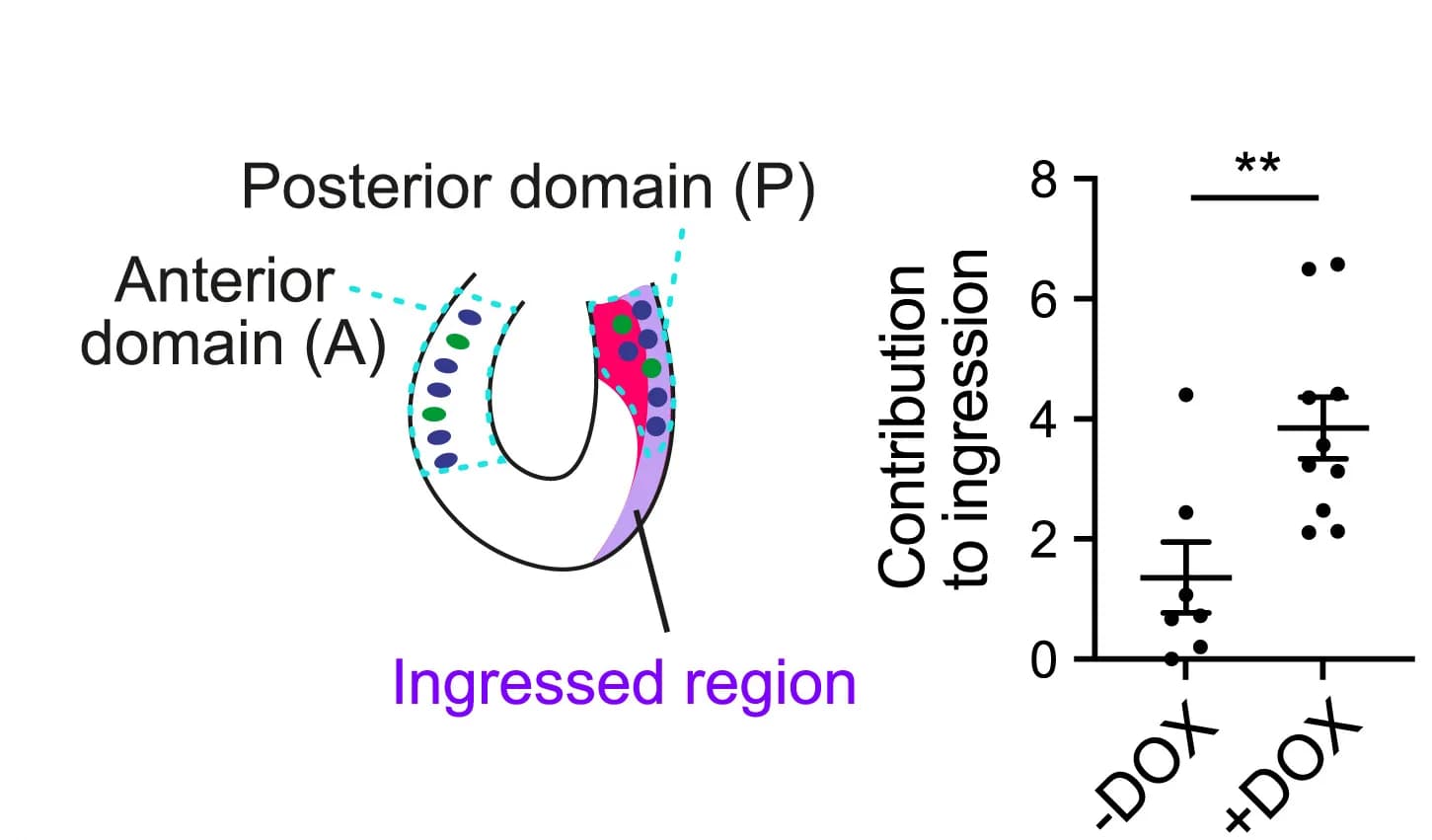 Open access visualization of Scatter Plot, Quantification, Cell Ingression, Embryos, Mean