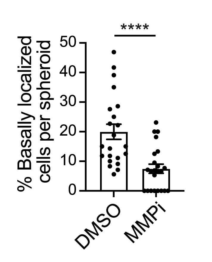 Open access visualization of Bar Plot, Error Bars, Scatter Plot, Percentage, Basally Localized Cells