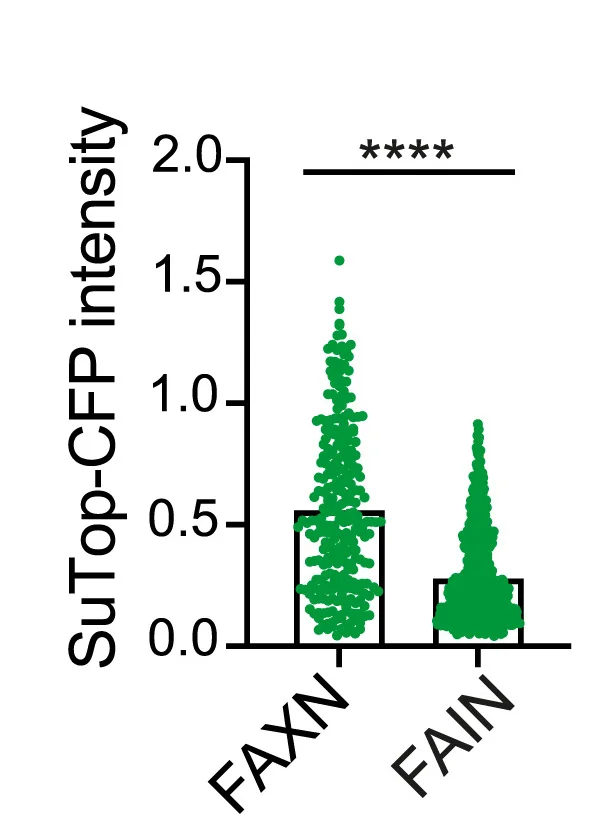 Open access visualization of Raincloud Plot, Box Plot, Wnt Reporter Signal, Spheroids, FAXN