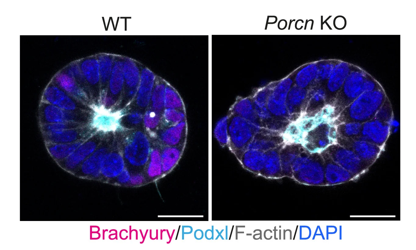 Open access visualization of Microscopy, Immunostaining, 3D EpiSCs, WT ES Cells, PorcnKO ES Cells