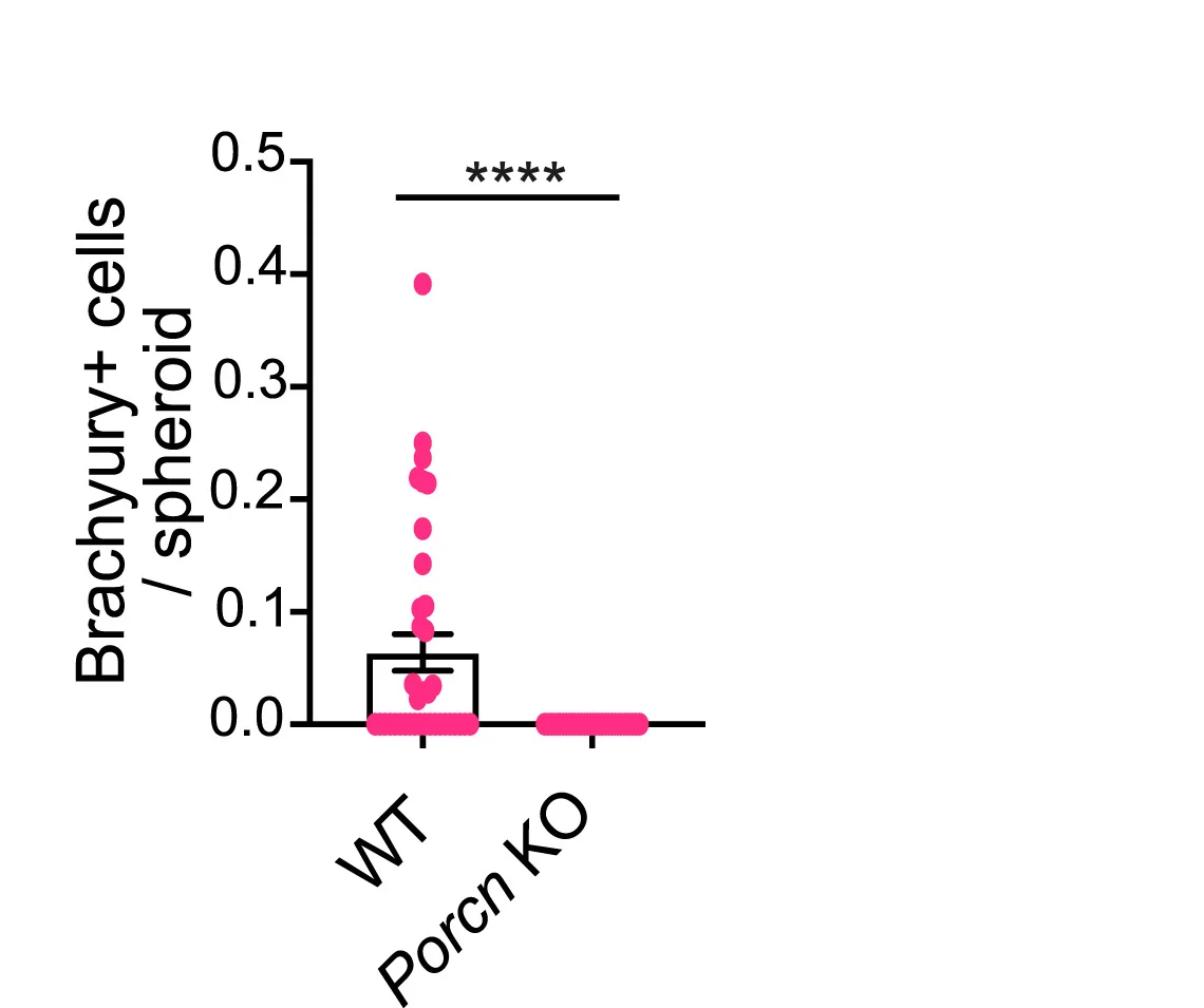 Open access visualization of Box Plot, Scatter Plot, Delaminated Cells, Brachyury+ Cells, Spheroids
