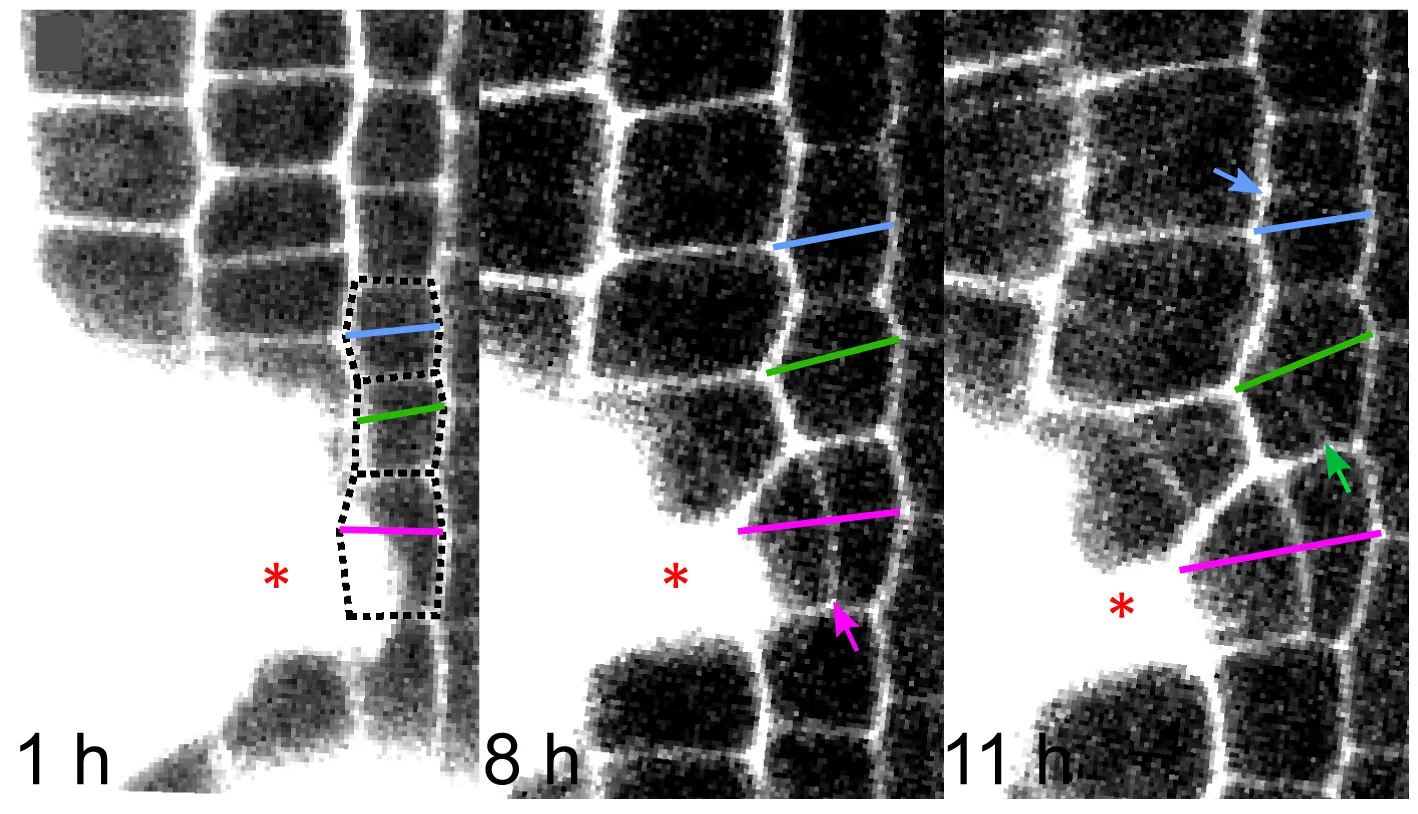 Open access visualization of Microscopy, Cell Expansion, Ablation, Root Tip, Cell Width