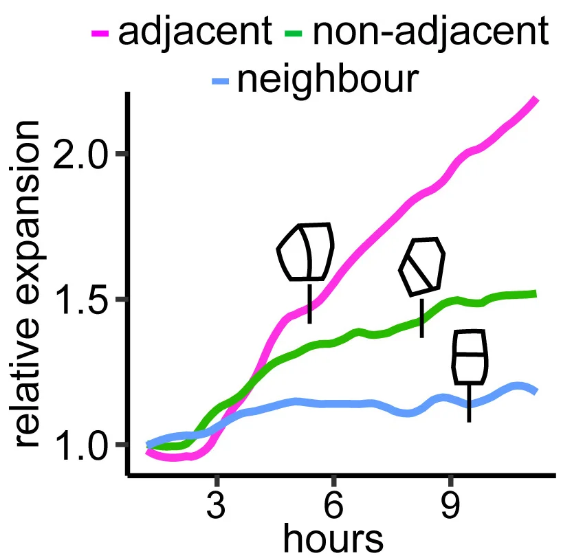 Open access visualization of Line Plot, Cell Width, Division, Ablated Cells