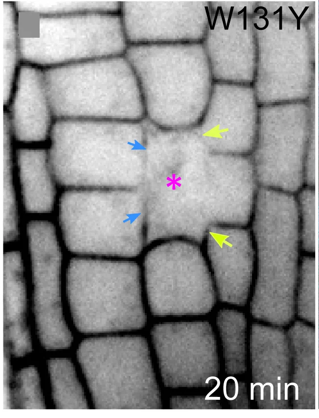 Open access visualization of Microscopy, Plasma Membrane